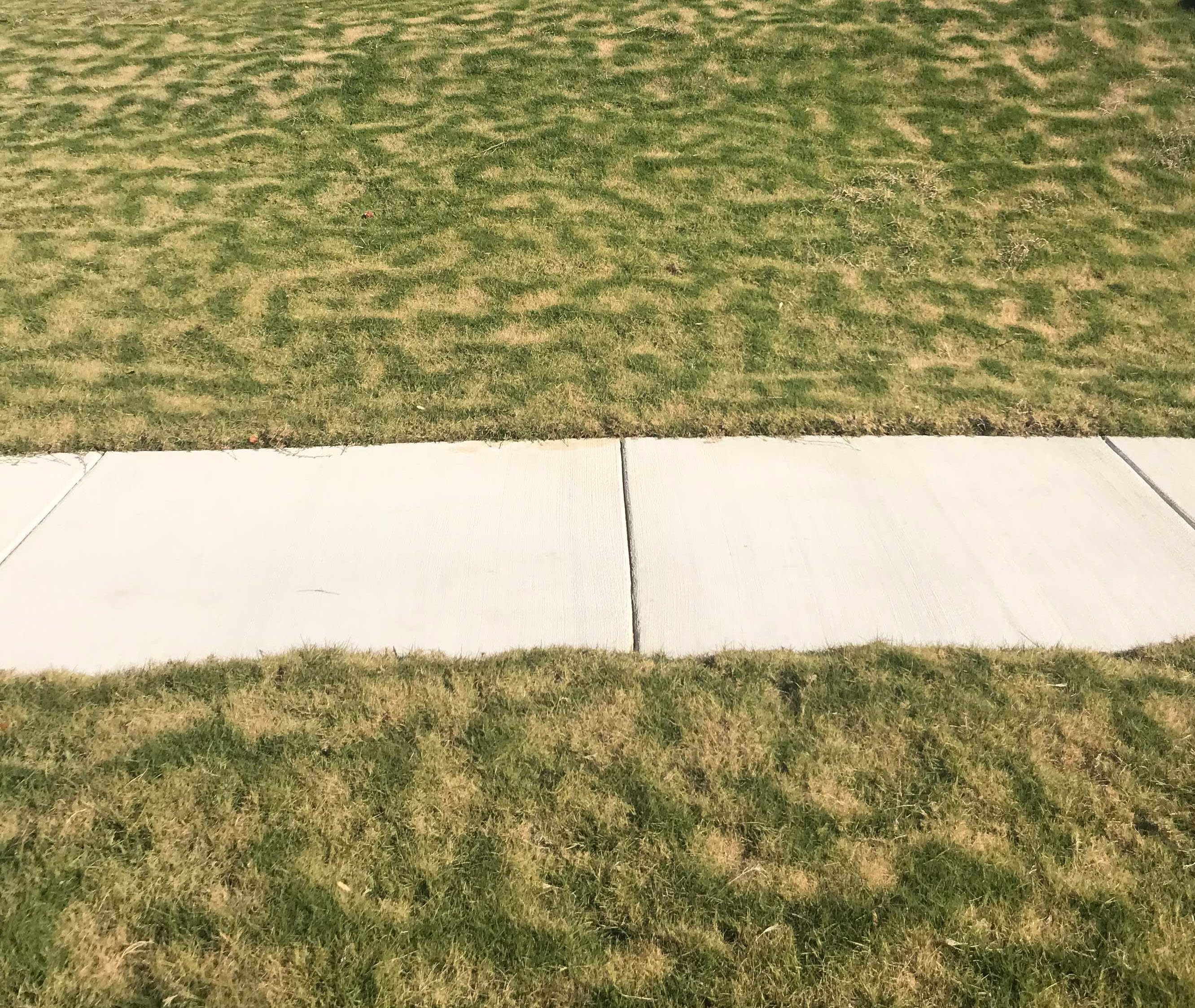 Jack Frost Trails in Lawns Winter Lawn Care